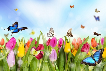 Бабочки и радужные тюльпаны