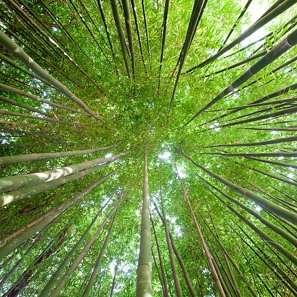 Вид снизу на макушки бамбука