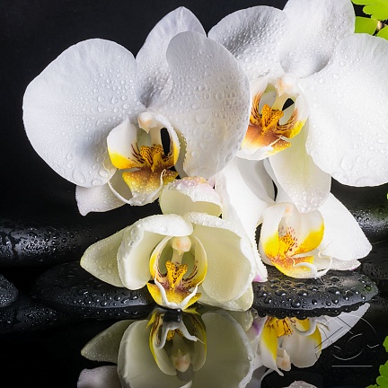 Орхидеи на камешках в капельках