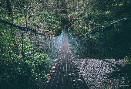 Сетчатый подвесной мост в лесу