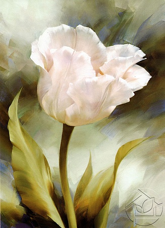 белый тюльпан