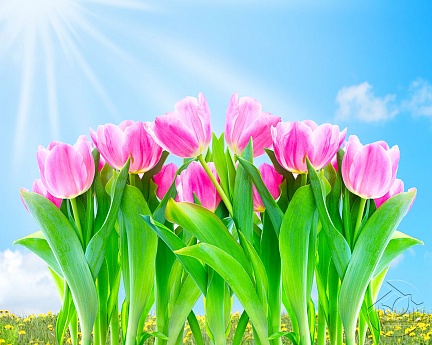 Розовые тюльпаны в солнечных лучах