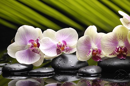 Орхидея на камешках