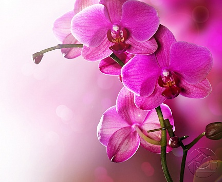 Орхидея на рассвете