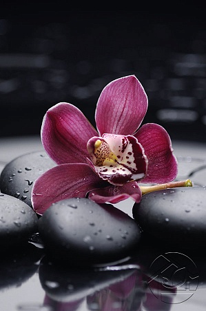 Цветок бордовой Орхидеи