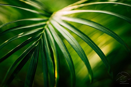 Зелёный лист пальмы