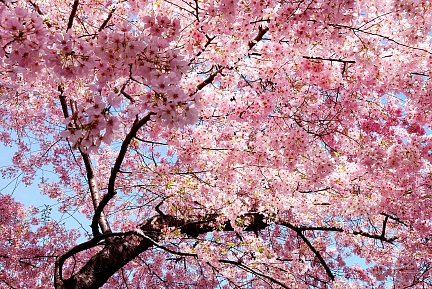 Цветущее дерево сакуры