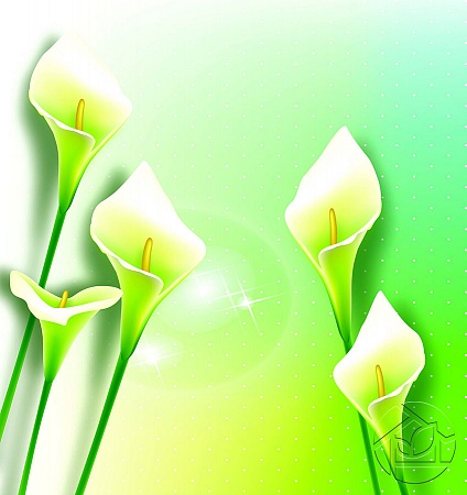 нежные зеленые цветы Каллы