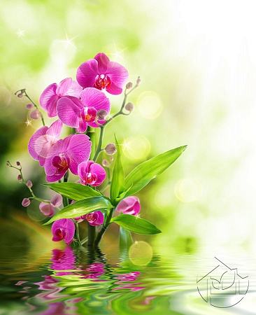 Розовая Орхидея и её бутоны