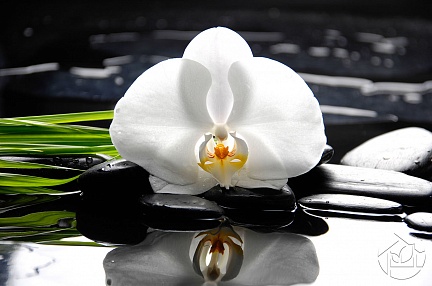 Орхидея и её отражение в воде