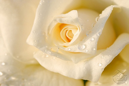 Утренний бутон белой розы