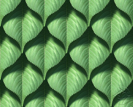 Стена из листьев