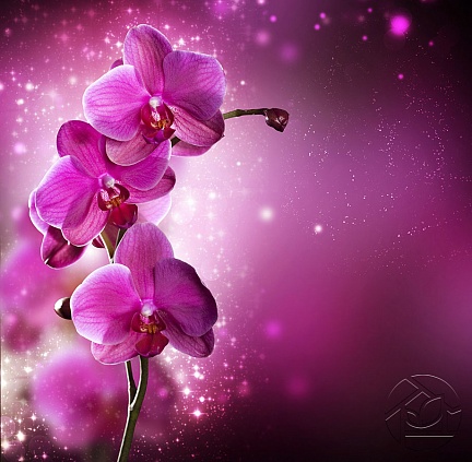 Прекрасная орхидея в сиянии ночи