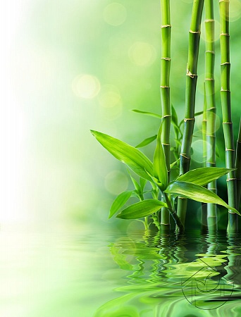 Бамбук у воды