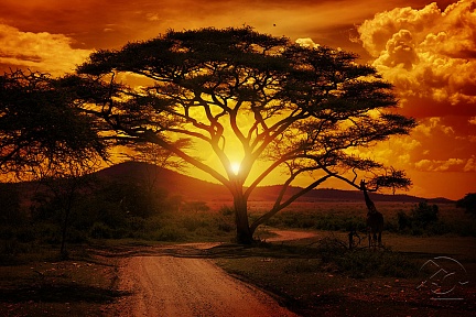 Африка и её красивый закат