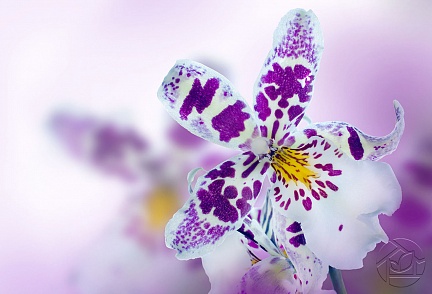 Пятнистая Орхидея