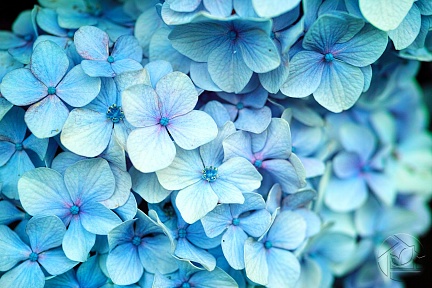Голубые цветки Гортензии