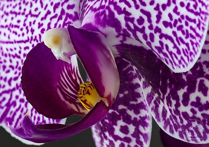 Орхидея фалинопсис фиолетовая