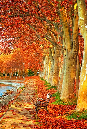 Деревья в красном окрасе осени
