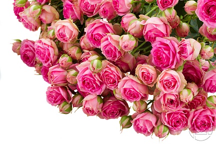 Яркие пионовые розовые розы