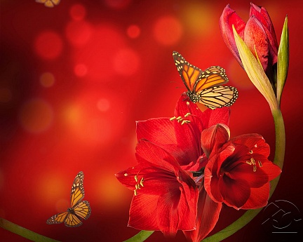 Бабочка на чудном алом цветке