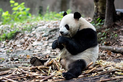 Панда на обеде