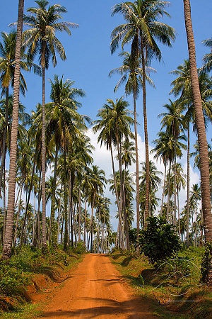 Дорога с пальмами