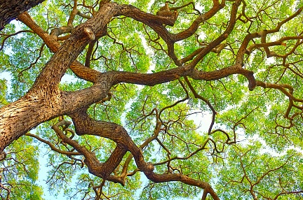 Вид на ветви дерева