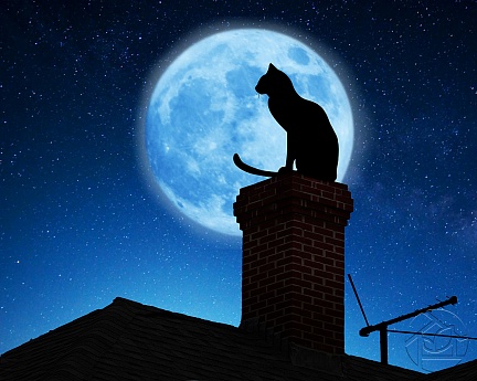 Кот на крыше в полнолуние