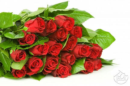 Букет красных роз в зелёных листьях