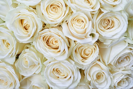 Фон из красивых белых роз