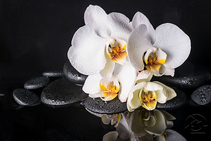 Орхидея Фаленопсис и СПА камни