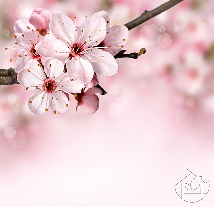 Цветок дерева вишни
