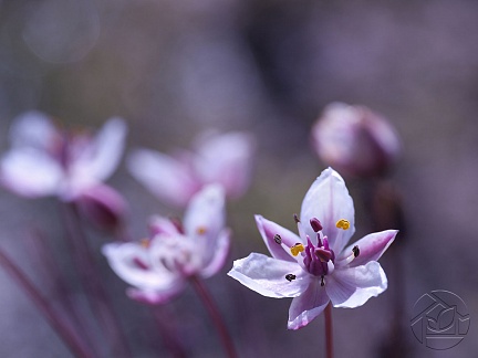 Бутон фиолетового цветка