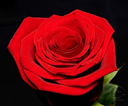 Бархатная алая роза