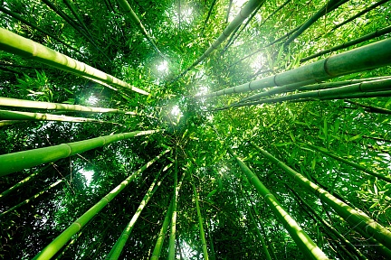 Верхушки бамбука