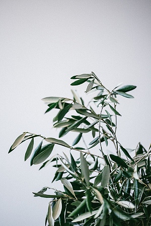 Оливковые ветки на сером фоне