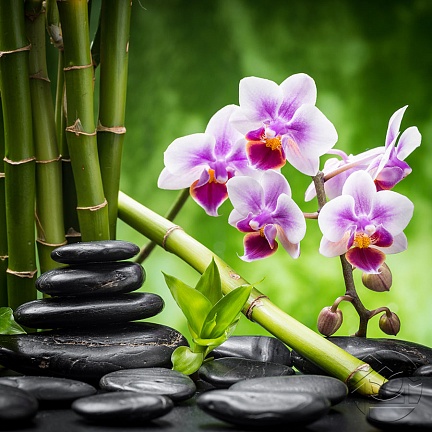 Орхидеи и СПА камни
