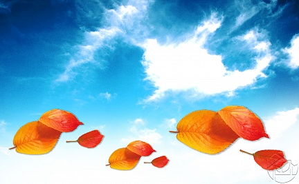 Пожелтевший листок на голубом небе