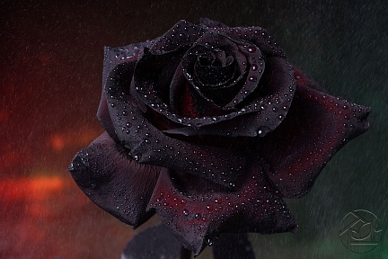 Бархатная роза в мелкий дождь