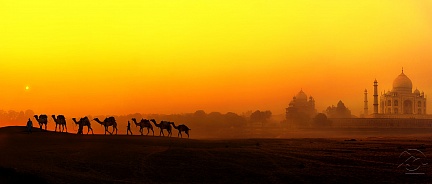 Караван верблюдов на фоне мечети