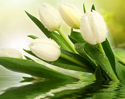 Белые тюльпане в воде