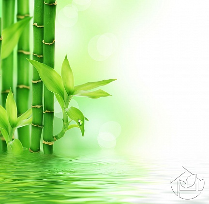 Капелька росы на листке бамбука