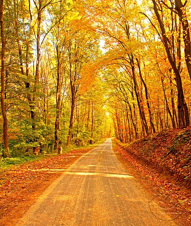 Дорога в очаровательном осеннем лесу
