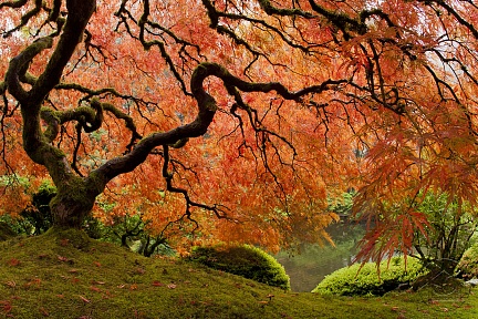 Удивительный японский клён осенью