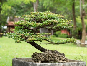 Дерево бонсай в миниатюре