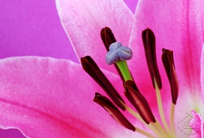 Пыльца розового цветка