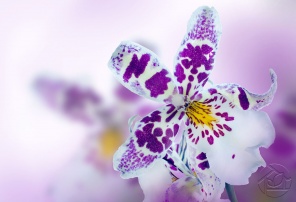 Пятнистая Орхидея