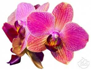 Красивая фиолетовая Орхидея
