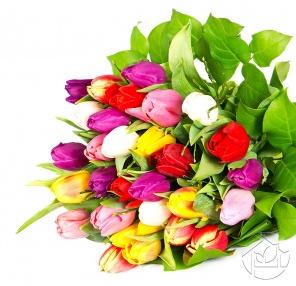Радужный букет тюльпанов на белом фоне